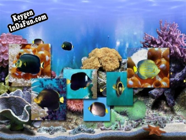 Key generator (keygen) Amazing 3D Aquarium Genicanthus Fish Pack - 4