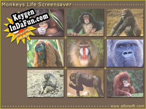 Monkeys Life Screensaver Key generator