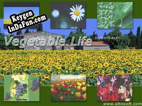 Key generator (keygen) Vegetable Life Screensaver